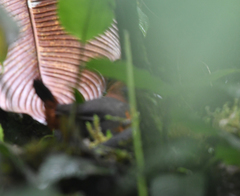 Formicarius rufipectus