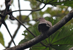 Patagioenas subvinacea