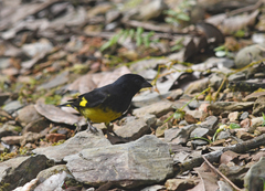 Spinus xanthogastrus