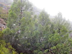 Athrotaxis cupressoides