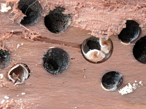Martesia striata