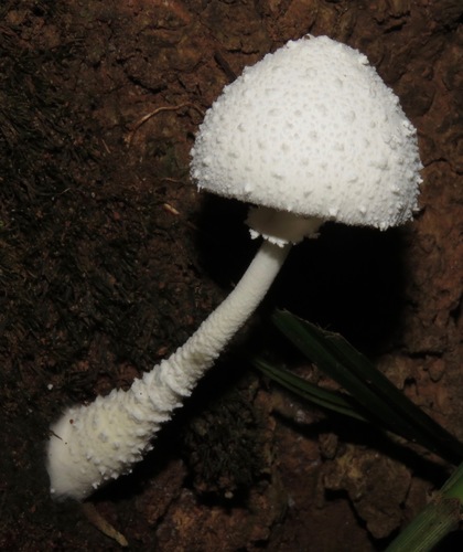 white chalk mushroom