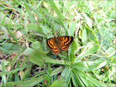 Lycaena edna