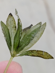 Halophila engelmannii