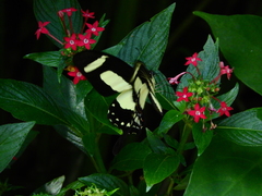 Heraclides torquatus