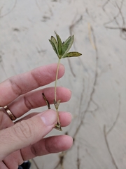 Halophila engelmannii
