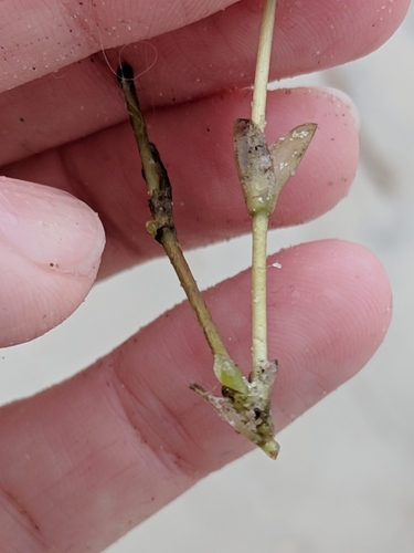 Image of Halophila engelmannii by (c) Alison Northup, some rights reserved (CC BY)