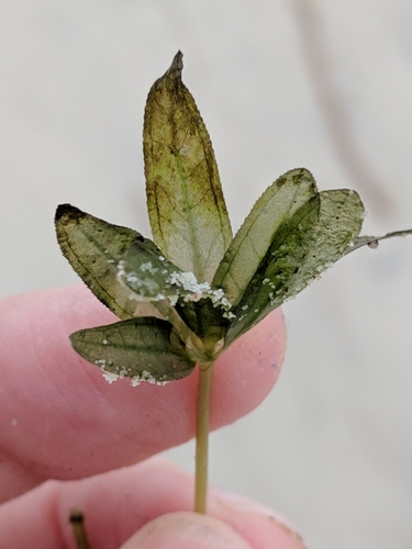 Image of Halophila engelmannii by (c) Alison Northup, some rights reserved (CC BY)