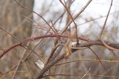 Rubus phoenicolasius