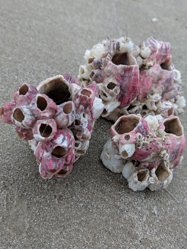 Titan Acorn Barnacle