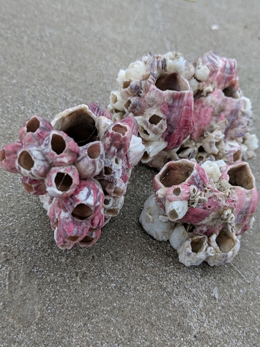 Titan Acorn Barnacle