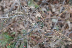 Magnoliopsida