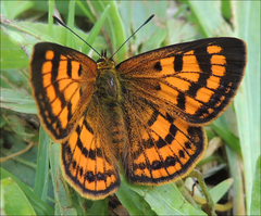 Lycaena edna