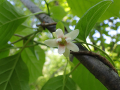Schisandra chinensis