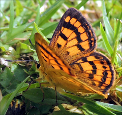 Lycaena edna