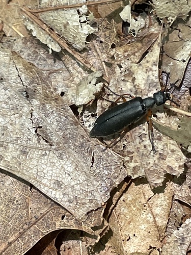 Say's Blister Beetle photo 4