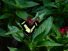 Heraclides torquatus