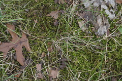Bryopsida