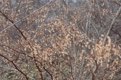 Reynoutria japonica