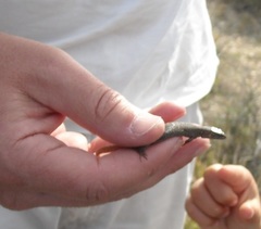 Xantusia vigilis