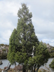 Athrotaxis cupressoides