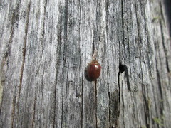 Paropsisterna bimaculata