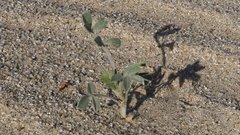 Astragalus lentiginosus borreganus