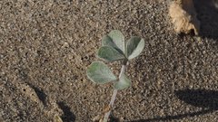 Astragalus lentiginosus borreganus