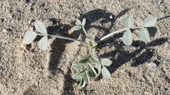 Astragalus lentiginosus borreganus