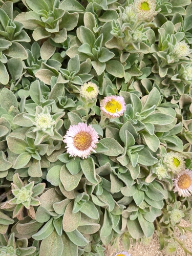 Erigeron glaucus