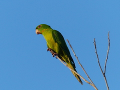 Psittacara holochlorus