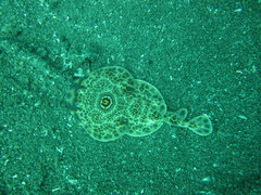 Diplobatis ommata