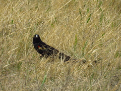 Euplectes progne