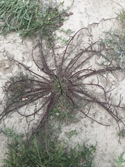 Malacothrix glabrata