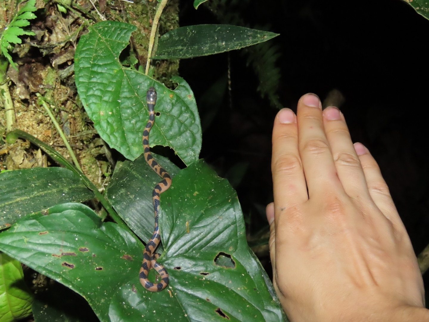 Leptodeira Annulata (Linnaeus, 1758)