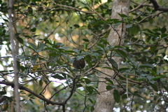 Cyclopes didactylus