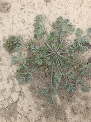 Eschscholzia minutiflora