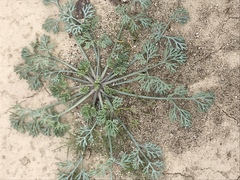 Eschscholzia minutiflora