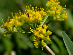 Tauschia texana