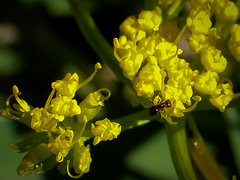 Tauschia texana