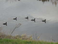Fulica americana americana