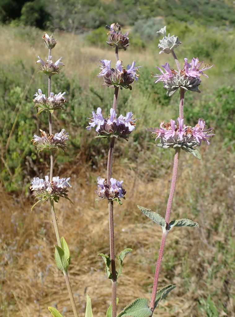 Salvia sect. Audibertia
