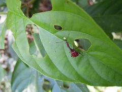 Trachelophorini
