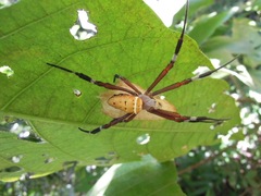 Argiope ocula