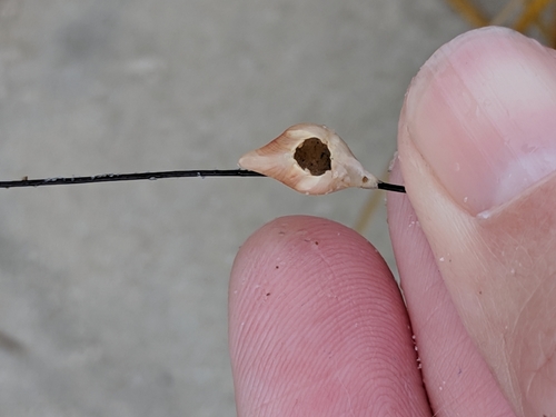 Conopea galeata