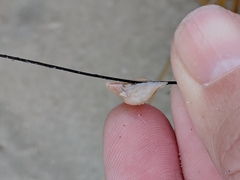 Conopea galeata