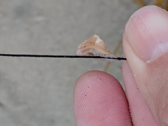 Conopea galeata