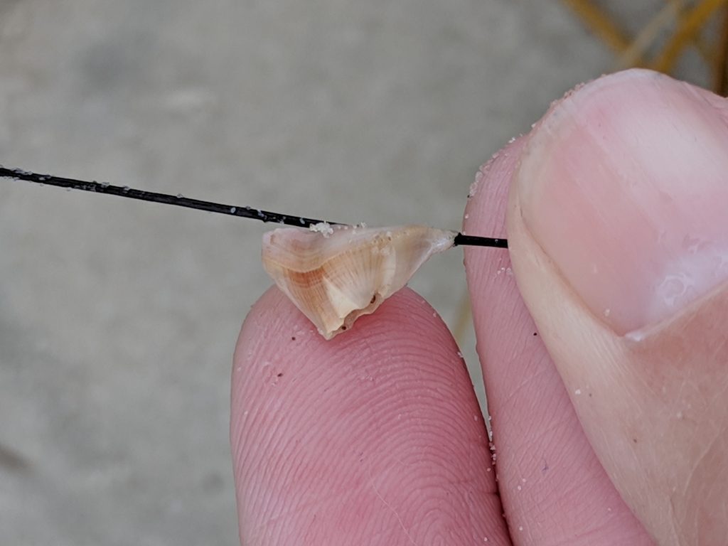 Seawhip Barnacle