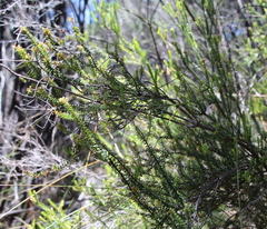 Epacris pauciflora