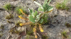 Byrsonima verbascifolia